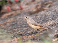 Phoenicurus phoenicurus 72, Gekraagde roodstaart, Saxifraga-Luuk Vermeer