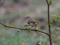 Phylloscopus collybita 31, Tjiftjaf, Saxifraga-Luuk Vermeer