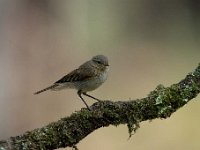 Phylloscopus collybita 40, Tjiftjaf, Saxifraga-Luuk Vermeer