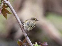 Phylloscopus collybita 47, Tjiftjaf, Saxifraga-Luuk Vermeer