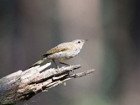 Phylloscopus collybita 51, Tjiftjaf, Saxifraga-Luuk Vermeer