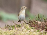 Phylloscopus collybita 54, Tjiftjaf, Saxifraga-Luuk Vermeer