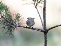 Phylloscopus collybita 55, Tjiftjaf, Saxifraga-Luuk Vermeer