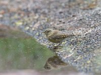 Phylloscopus collybita 62, Tjiftjaf, Saxifraga-Luuk Vermeer