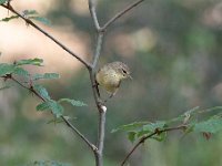 Phylloscopus collybita 81, Tjiftjaf, Saxifraga-Luuk Vermeer