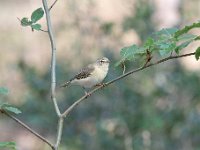 Phylloscopus collybita 84, Tjiftjaf, Saxifraga-Luuk Vermeer