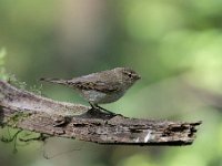 Phylloscopus collybita 89, Tjiftjaf, Saxifraga-Luuk Vermeer