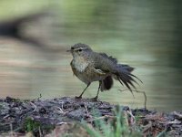 Phylloscopus collybita 90, Tjiftjaf, Saxifraga-Luuk Vermeer