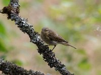 Phylloscopus collybita 95, Tjiftjaf, Saxifraga-Luuk Vermeer