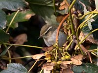 Phylloscopus inornatus 4, Bladkoning, Saxifraga-Bart Vastenhouw