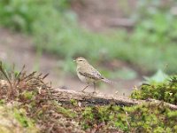 Phylloscopus trochilus 52, Fitis, Saxifraga-Luuk Vermeer