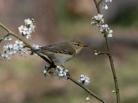 Phylloscopus trochilus 66, Fitis, Saxifraga-Luuk Vermeer