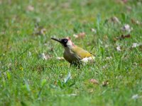 Picus viridis 28, Groene specht, Saxifraga-Luuk Vermeer