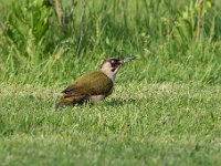 Picus viridis 35, Groene specht, Saxifraga-Luuk Vermeer