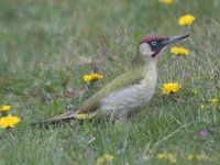 Picus viridis 43, Groene specht, Saxifraga-Mark Zekhuis