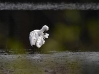 Platalea leucorodia 197,  Lepelaar, Saxifraga-Luuk Vermeer