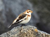 Plectrophenax nivalis 57, Sneeuwgors, Saxifraga-Bart Vastenhouw