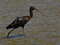 Plegadis falcinellus 12, Zwarte ibis, Saxifraga-Jan van der Straaten