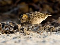 Pluvialis apricaria 27, Goudplevier, Saxifraga-Bart Vastenhouw