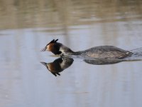 Podiceps cristatus 104, Fuut, Saxifraga-Luuk Vermeer