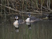 Podiceps cristatus 106, Fuut, Saxifraga-Luuk Vermeer