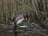 Podiceps cristatus 108, Fuut, Saxifraga-Luuk Vermeer