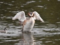 Podiceps cristatus 116, Fuut, Saxifraga-Luuk Vermeer