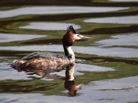 Podiceps cristatus 121, Fuut, Saxifraga-Luuk Vermeer