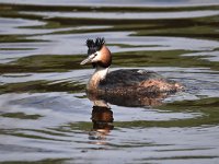 Podiceps cristatus 122, Fuut, Saxifraga-Luuk Vermeer