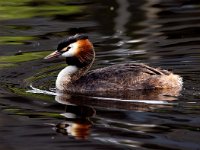 Podiceps cristatus 143, Fuut, Saxifraga=Bart Vastenhouw