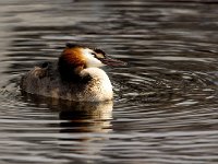 Podiceps cristatus 144, Fuut, Saxifraga=Bart Vastenhouw