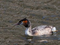 Podiceps cristatus 145, Fuut, Saxifraga-Hans Dekker