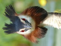 Podiceps cristatus 151, Fuut, Saxifraga-Tom Heijnen