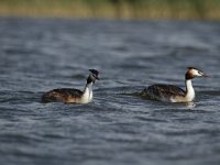 Podiceps cristatus 49, Fuut, Saxifraga-Dirk Hilbers