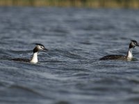 Podiceps cristatus 51, Fuut, Saxifraga-Dirk Hilbers