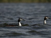 Podiceps cristatus 55, Fuut, Saxifraga-Dirk Hilbers