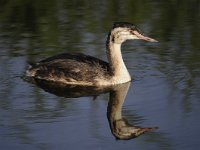 Podiceps cristatus 71, Fuut, Saxifraga-Luuk Vermeer