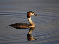 Podiceps cristatus 76, Fuut, Saxifraga-Luuk Vermeer