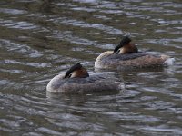 Podiceps cristatus 80, Fuut, Saxifraga-Luuk Vermeer