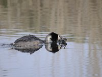 Podiceps cristatus 94, Fuut, Saxifraga-Luuk Vermeer