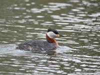 Podiceps grisegena 8, Roodhalsfuut, Saxifraga-Tom Heijnen