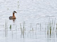 Podiceps grisegena 9, Roodhalsfuut, Saxifraga-Tom Heijnen