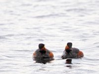 Podiceps nigricollis 26, Geoorde fuut, Saxifraga-Hans Dekker