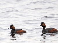 Podiceps nigricollis 27, Geoorde fuut, Saxifraga-Hans Dekker