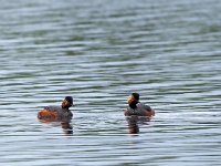 Podiceps nigricollis 33, Geoorde fuut, Saxifraga-Hans Dekker