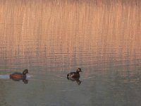 Podiceps nigricollis 36, Geoorde fuut, Saxifraga-Tom Heijnen