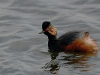 Podiceps nigricollis 1, Geoorde fuut, Saxifraga-Piet Munsterman