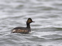 Podiceps nigricollis 10, Geoorde fuut, Saxifraga-Mark Zekhuis