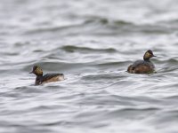 Podiceps nigricollis 11, Geoorde fuut, Saxifraga-Mark Zekhuis