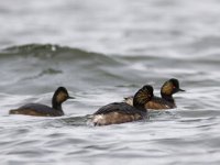 Podiceps nigricollis 12, Geoorde fuut, Saxifraga-Mark Zekhuis